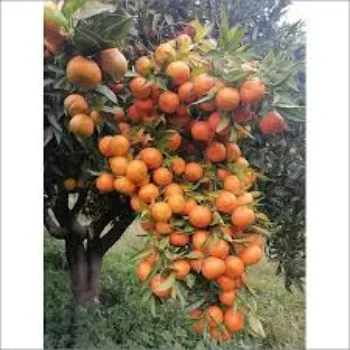 Soft Orange Plant